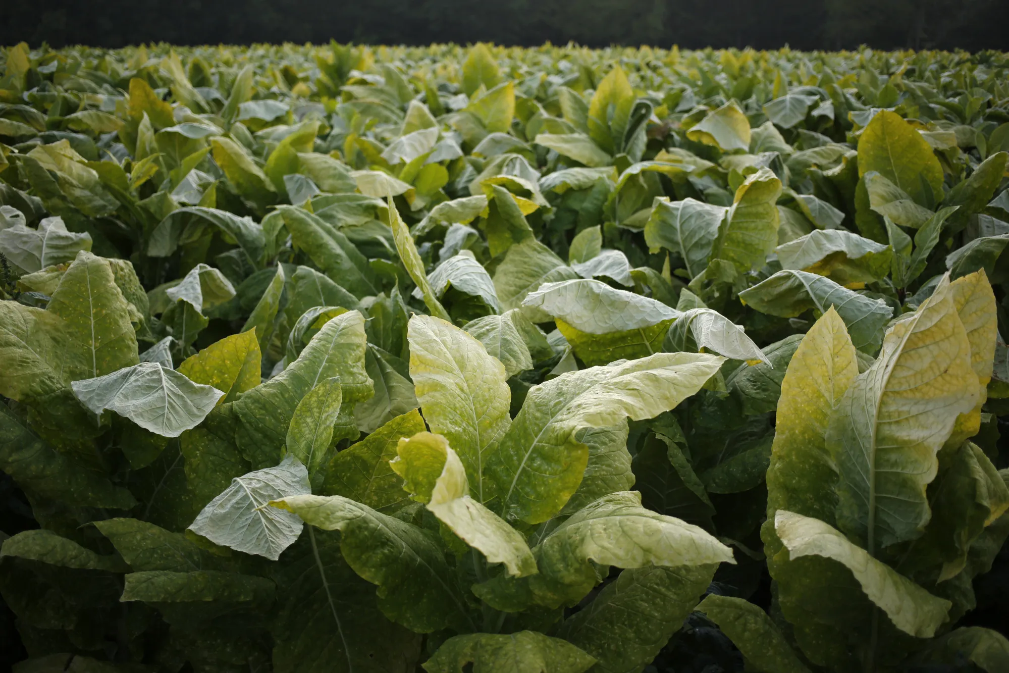 Long-time Tobacco Supplier Sees the Future in Cannabis