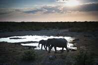NAMIBIA elephant GETT Sub