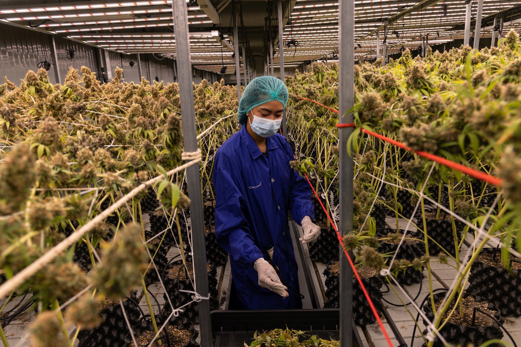 Global small-scale marijuana cultivation survey could offer business  insights