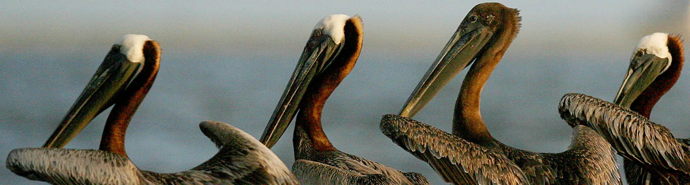 PORT SULPHER, LA - JUNE 19: An oil stained pelican sits on a dredging hose in Barataria Bay June 19, 2010 near Port Sulpher, Louisiana. The BP oil spill has been called one of the largest environmental disasters in American history.
