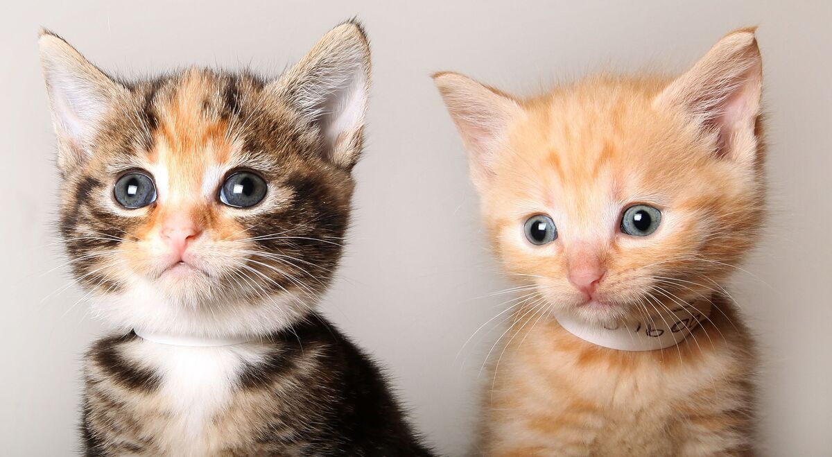 Do Cats Respond to Words Like Their Name? New Study Says Yes Bloomberg