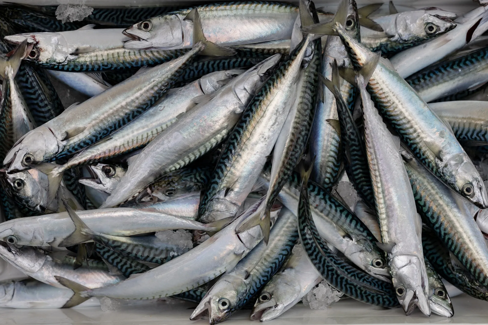 Atlantic mackerel