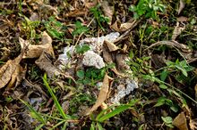 Polystyrene pieces found on the ground at Wang Fuk Court.