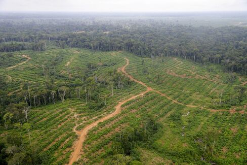 Oil palm fields in Kango, Gabon.