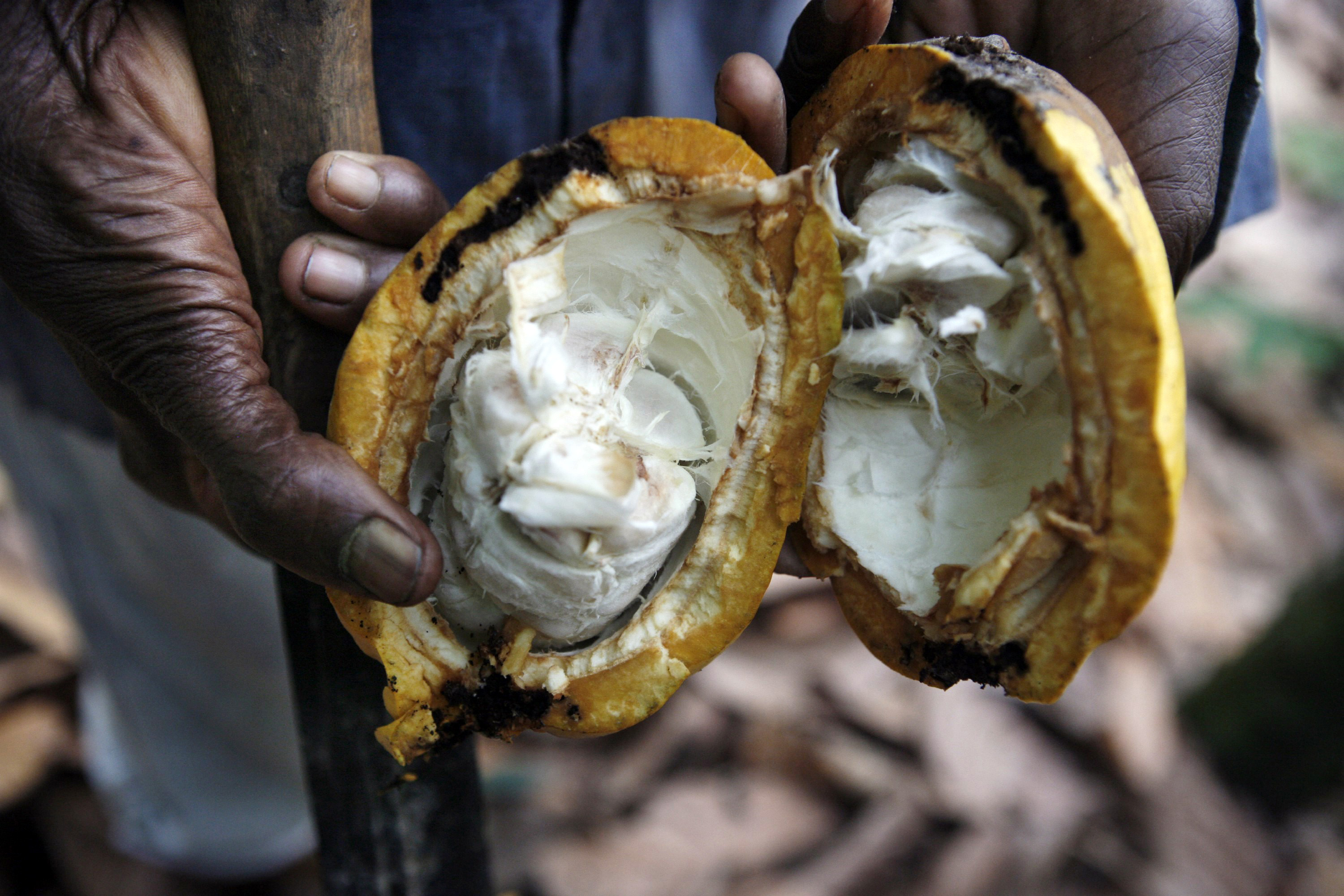 A farmer holds an open, ripe cocoa pod on a farm outside of