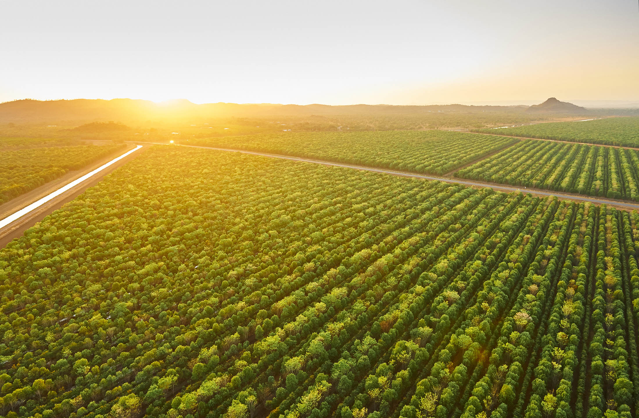 Sun farming. Чайные плантации. Плантация инвестиций. Южная Калифорния плантации. Фруктовые плантации Китай.