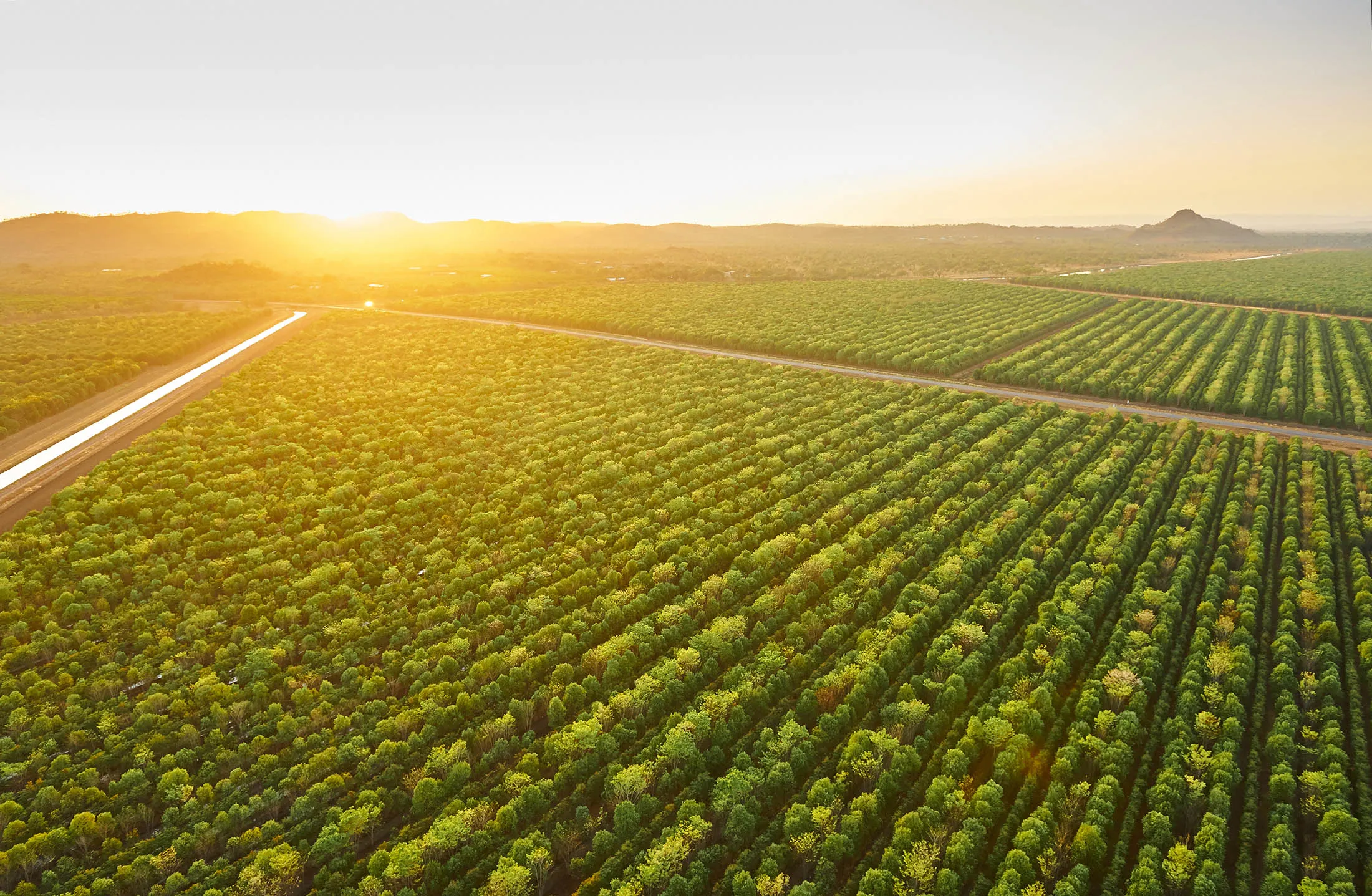 TFS's Indian Sandalwood plantation in Kununurra, Australia
