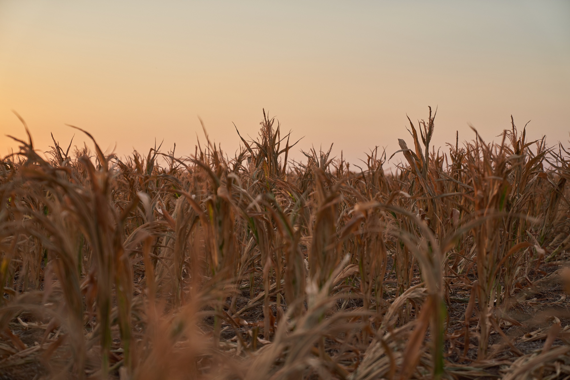 Argentina Plans to Weaken Forex Rate for Corn to Boost Exports - Bloomberg