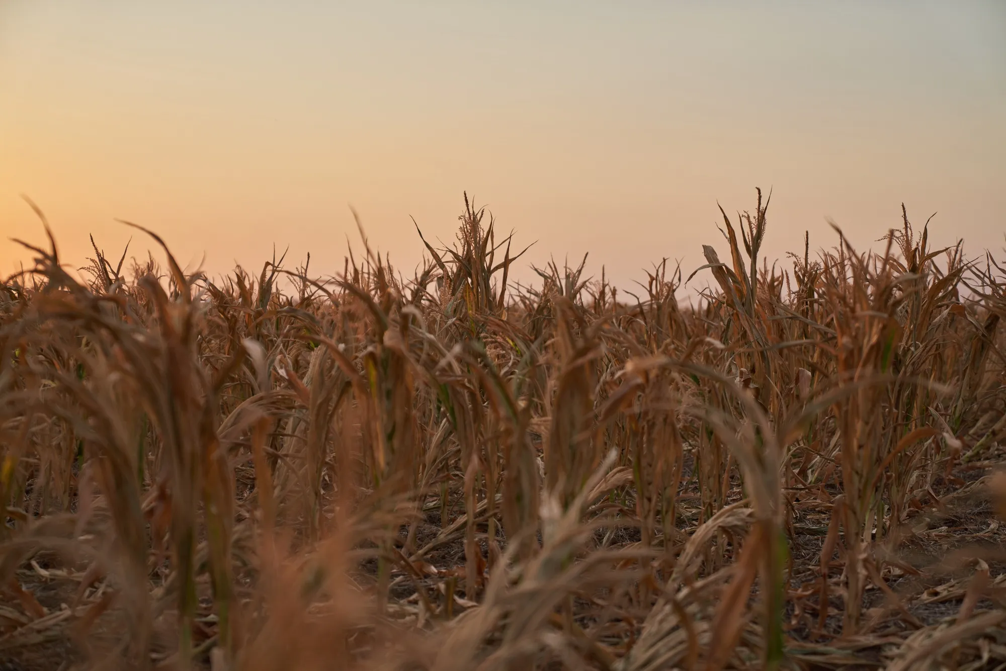 Corn damaged at a drought-affected farm in San Jose de la Esquina, Argentina.