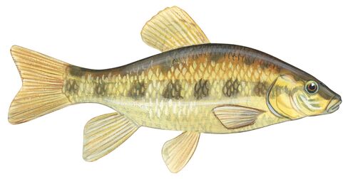 Chubsucker