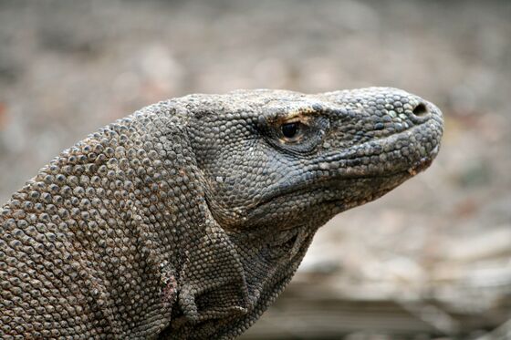 Indonesia to Close Island to Prevent Komodo Dragon Smuggling