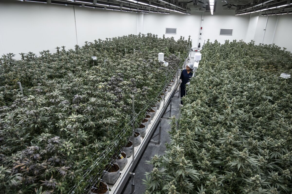 Thailand Moves to Rein In Cannabis Industry That Anutin Unleashed