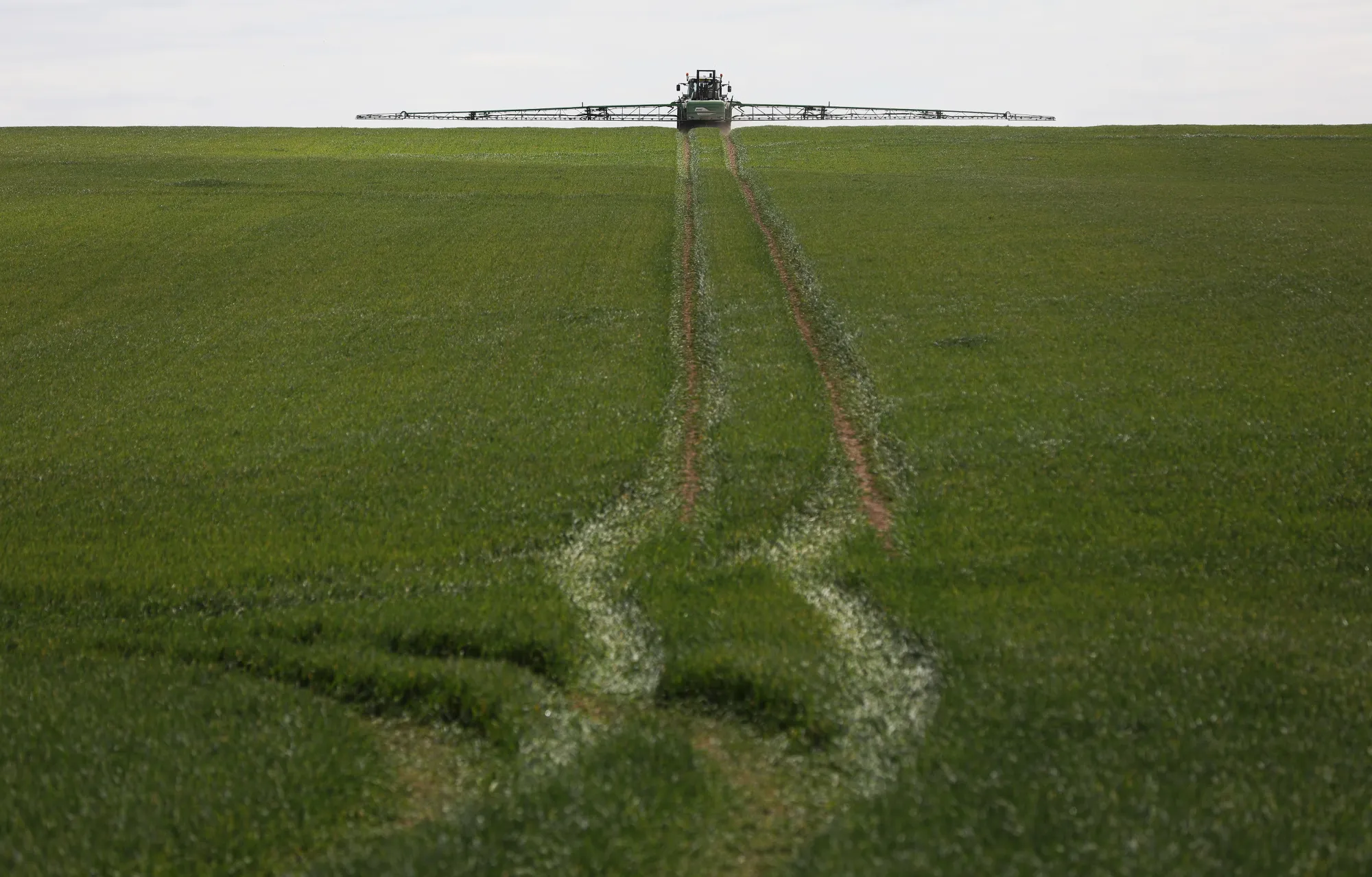 A tractor sprays a wheat field with fertilizer in Buntingford, U.K.