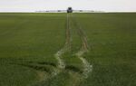 A tractor sprays a wheat field with fertilizer in Buntingford, U.K.