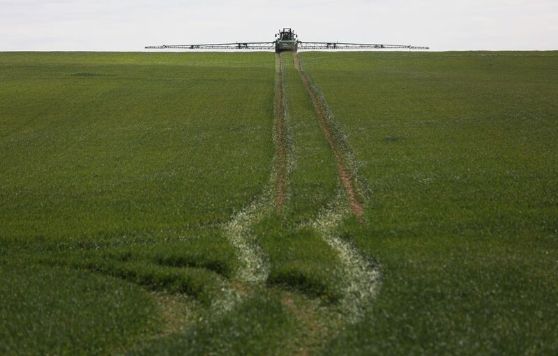 A tractor sprays a wheat field with fertilizer in Buntingford, U.K.
