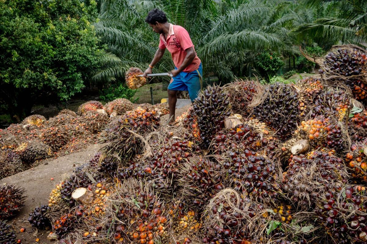 palm-oil-s-changing-fortunes-signal-brighter-outlook-in-2020-bloomberg