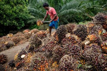 A worker loads palm fruit onto the back of a truck at a palm oil plantation in Bukit Basout Estate, Perak State, Malaysia.
