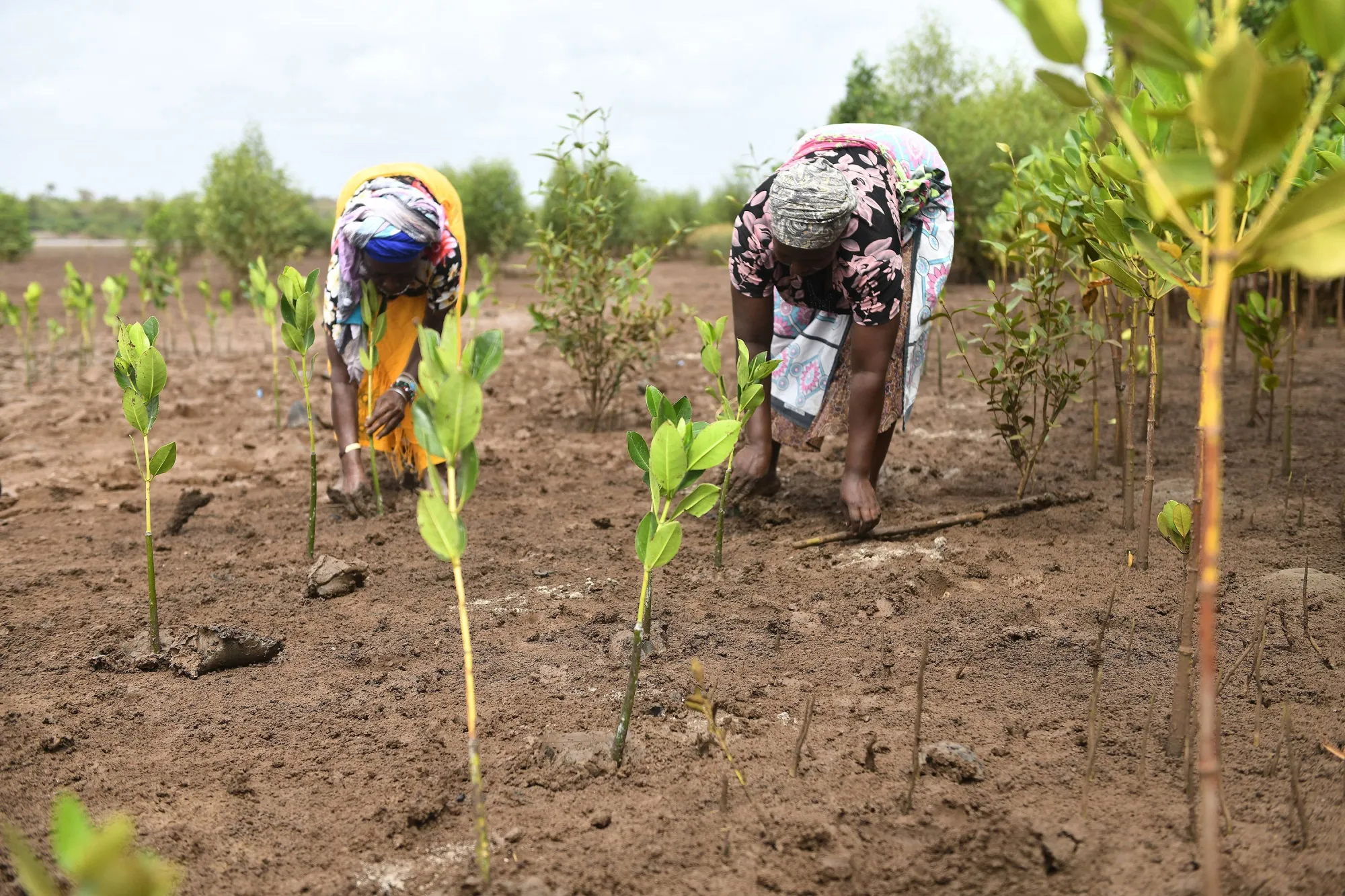 Mangrove seedlings planted as part of a conservation project by the Sabaki river, in Malindi, Kenya.