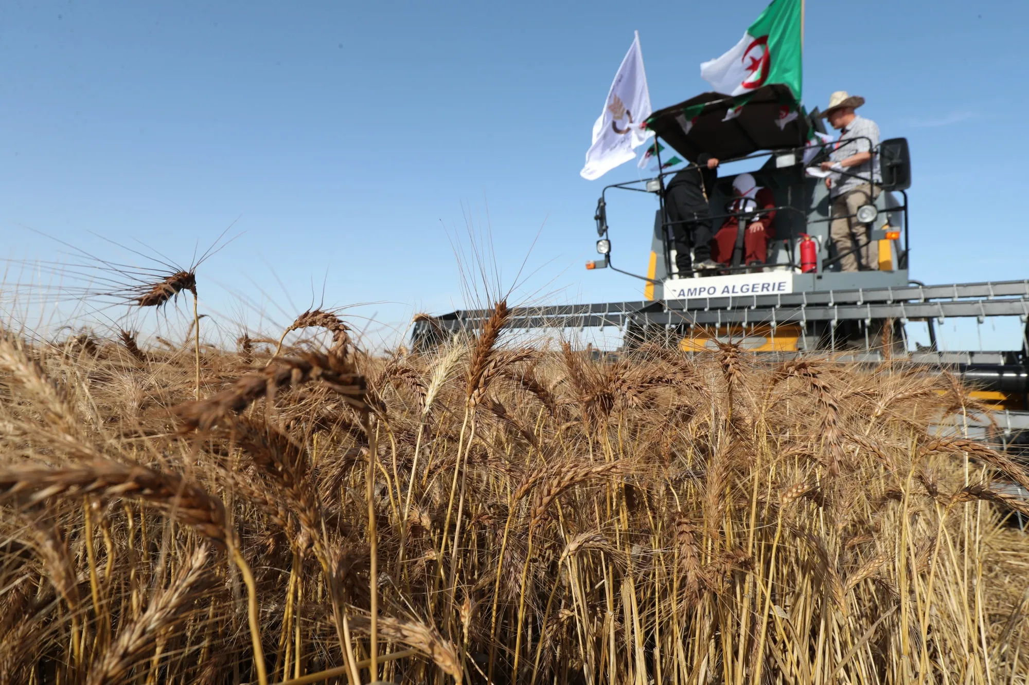 A wheat harvest&nbsp;in Bouira Province, Algeria.