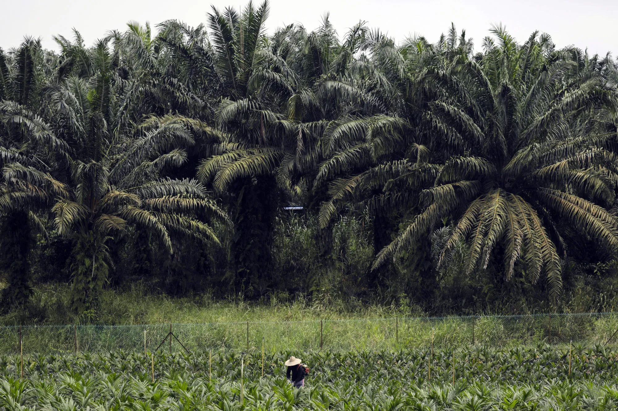 Short And Skinny Oil Palms to Boost Worlds Most-Used Edible Oil 