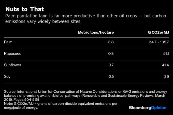 Palm Oil’s Price Switch Won’t Save the Orangutan