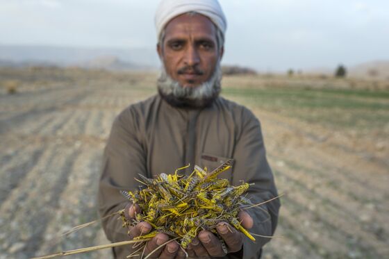 ‘Our Children Will Starve’ Say Pakistan Farmers as Locusts Breed