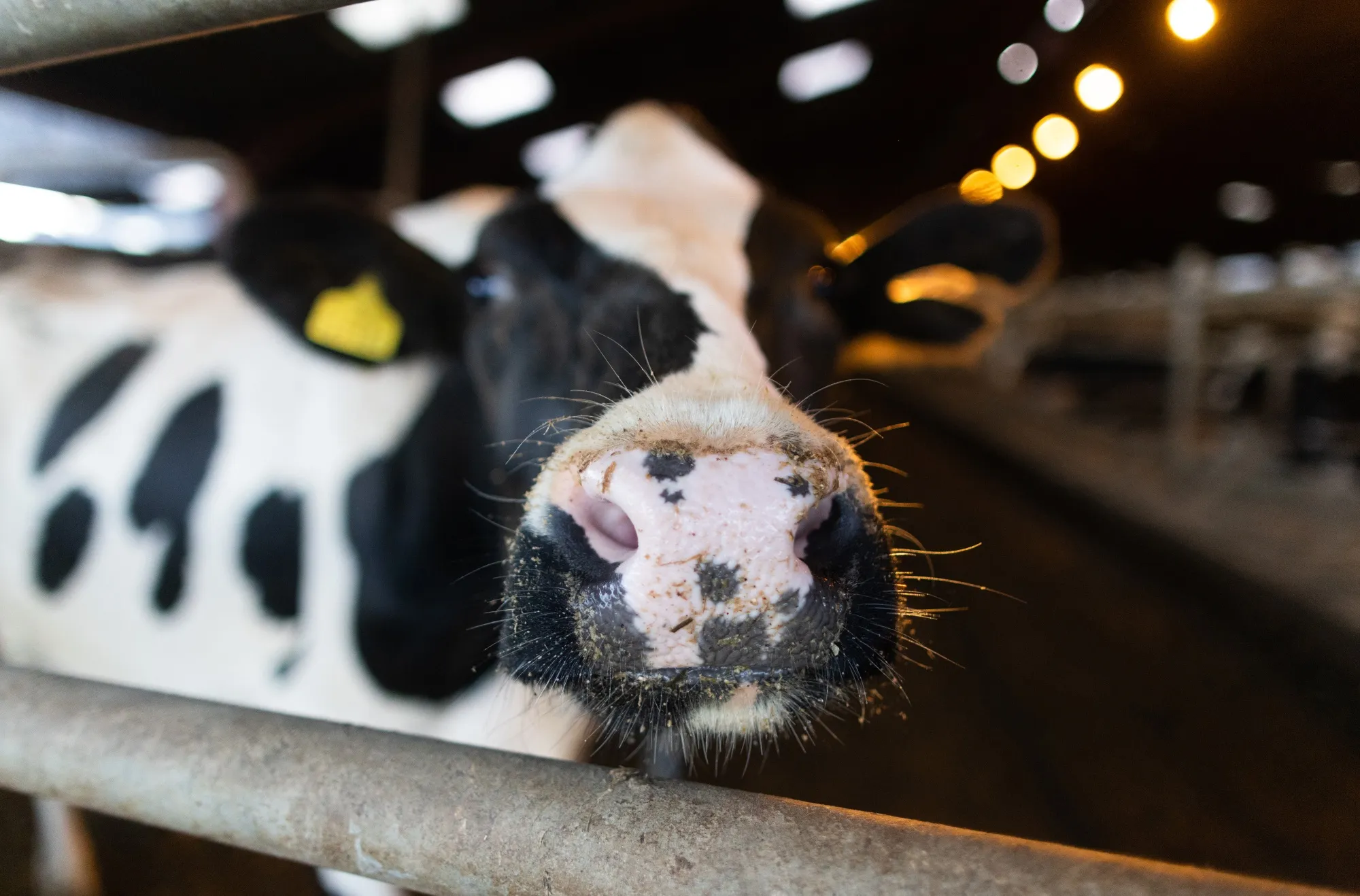 Dairy Farming in UK Impacted by Drought