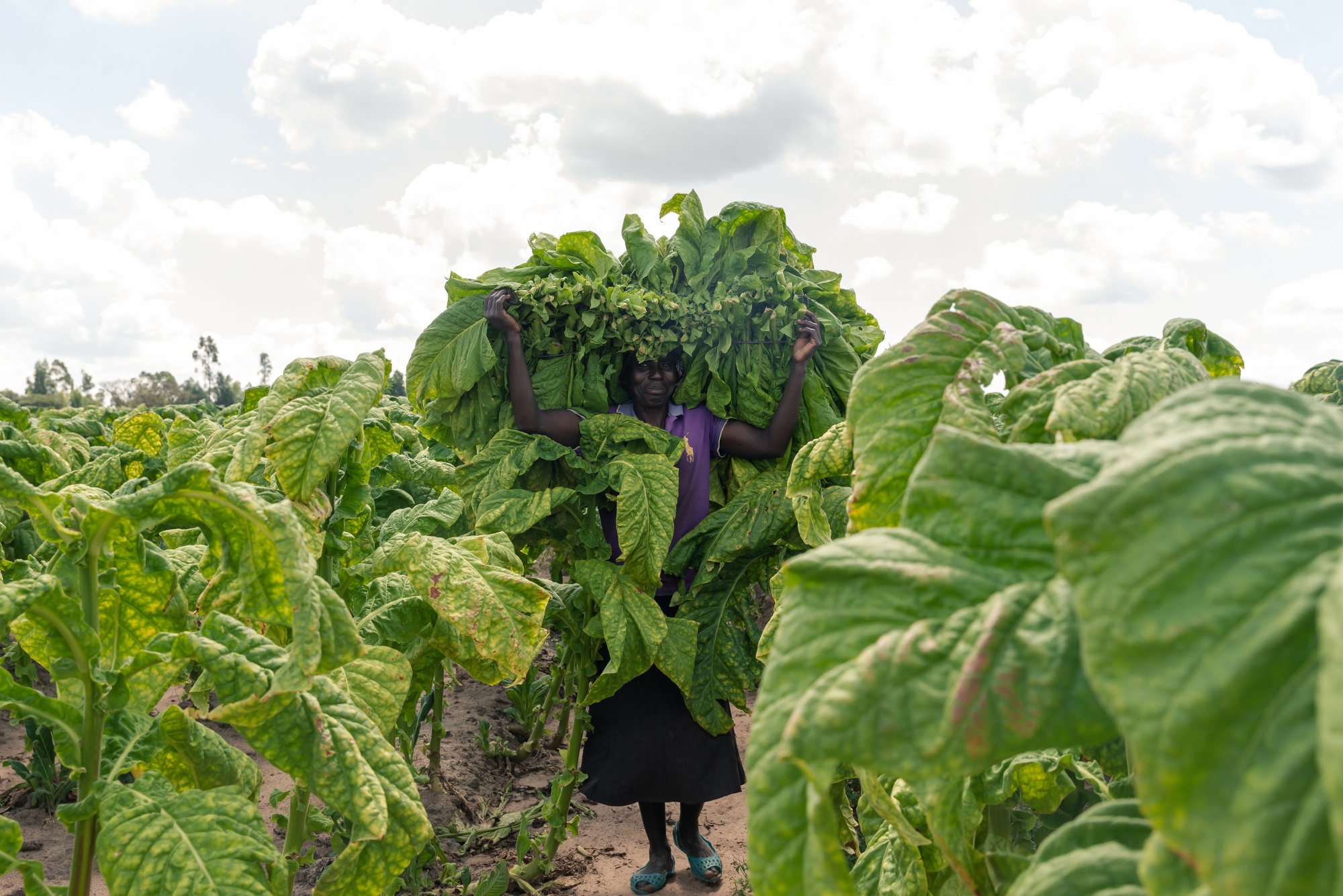 Africa News: Zimbabwe Plans To Use Gas To Cure Tobacco, Counter 