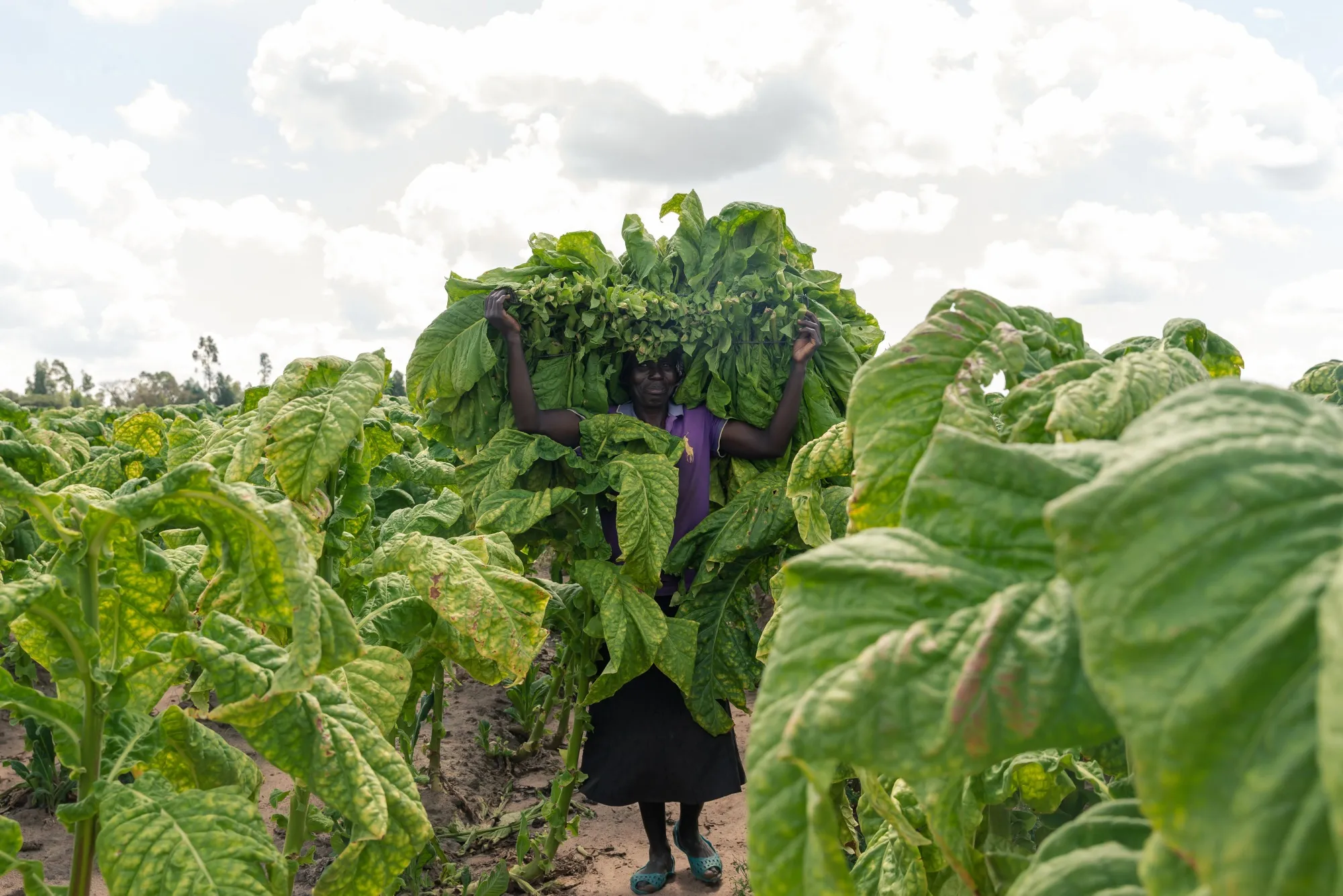 Africa News: Zimbabwe Plans to Use Gas to Cure Tobacco, Counter  Deforestation