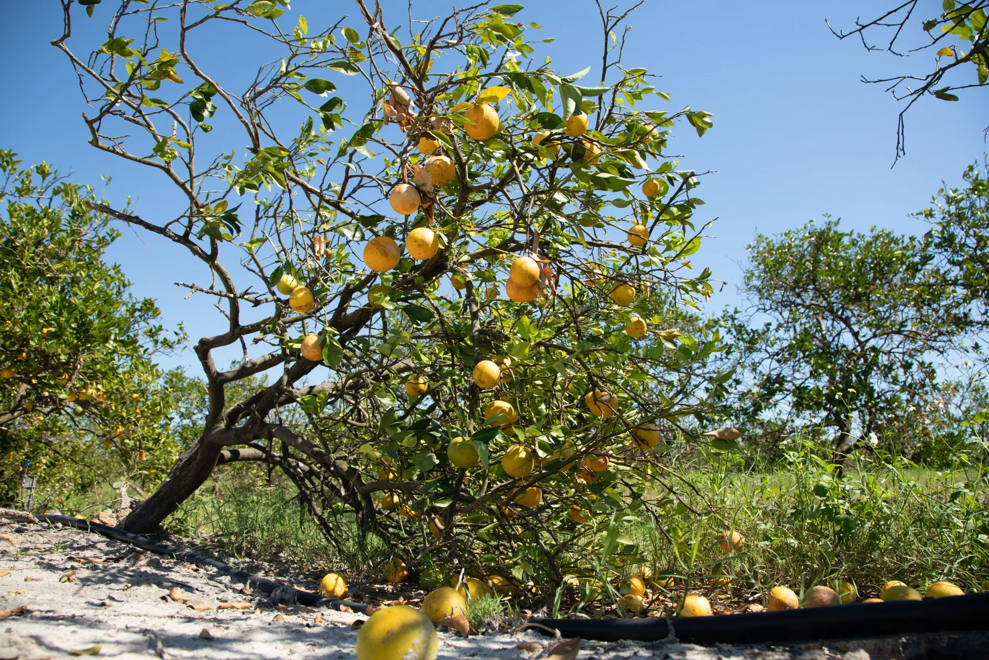 Fallen oranges and damaged trees following Hurricane Ian at a grove in Florida.
