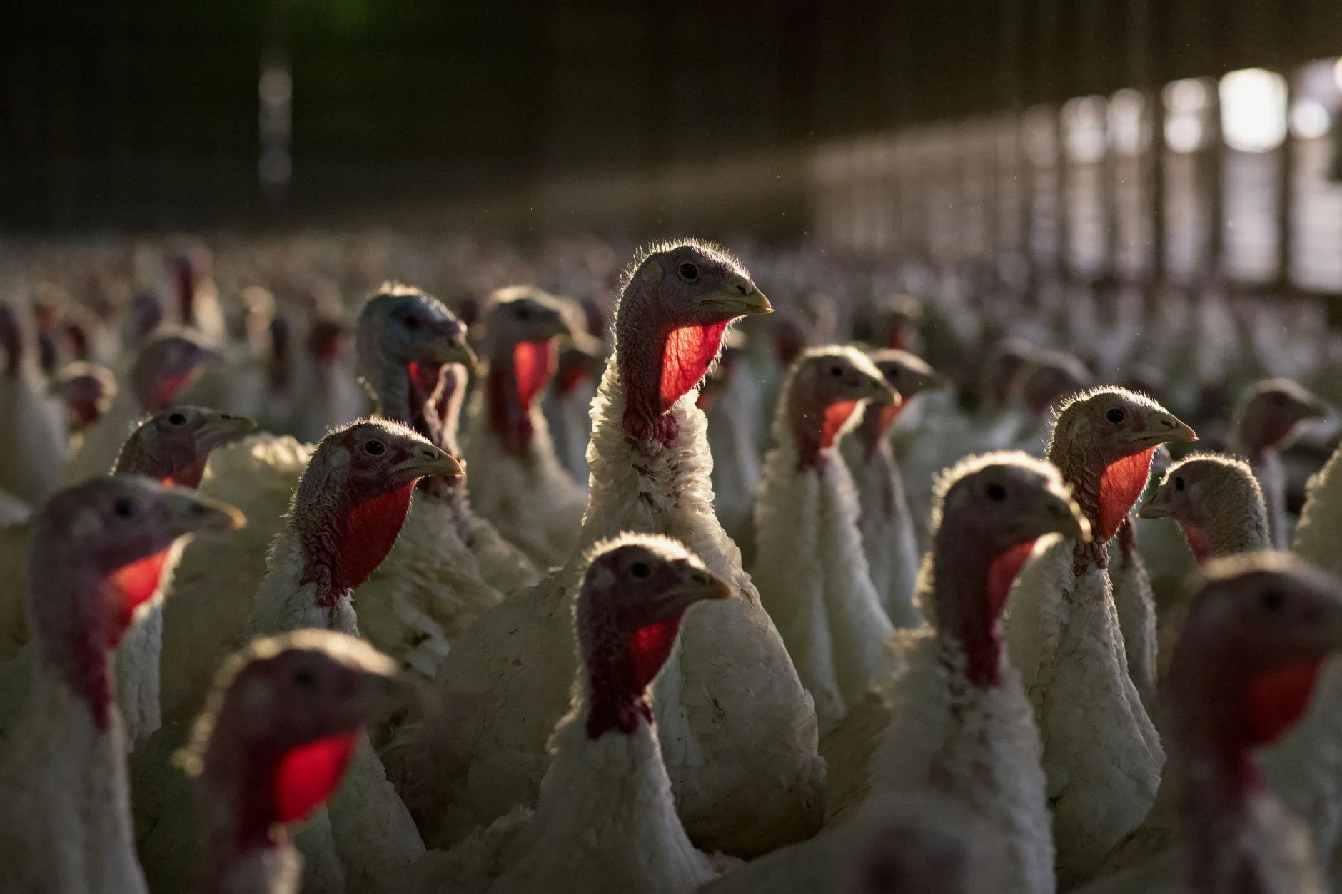 Turkey production last year in the US fell to a three-decade low, according to US Department of Agriculture data.&nbsp;
