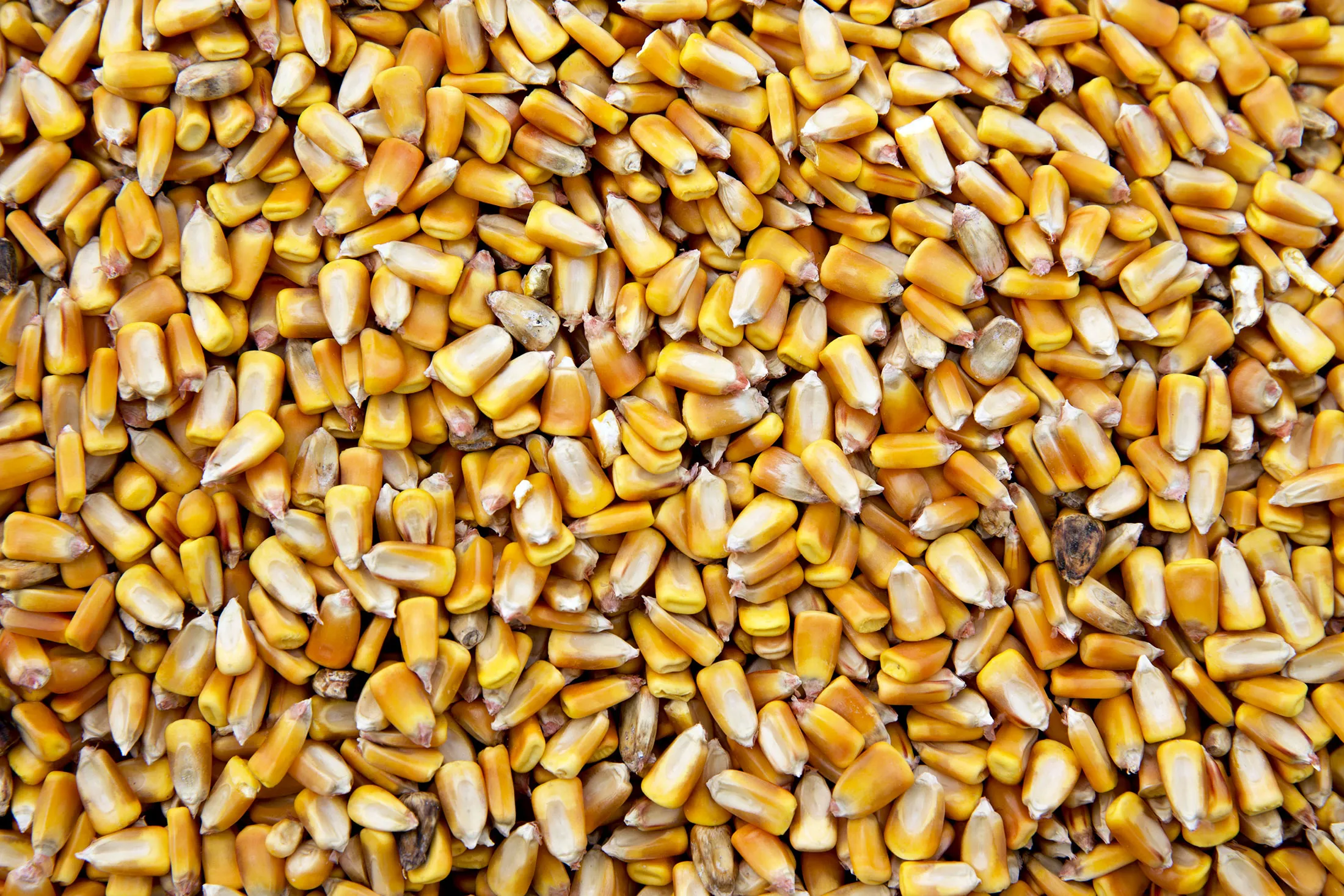 corn
