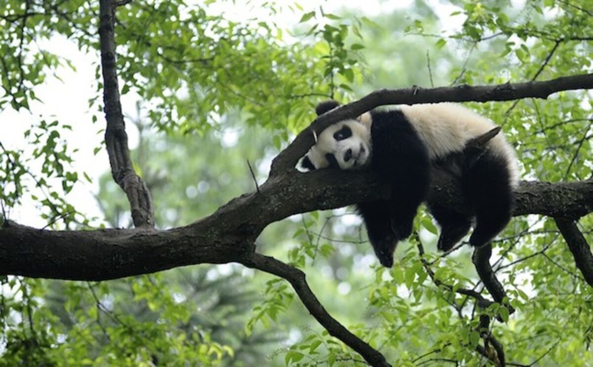 1200px x 743px - San Diego's Pandas Are So Much Better at Sex Than D.C.'s - Bloomberg