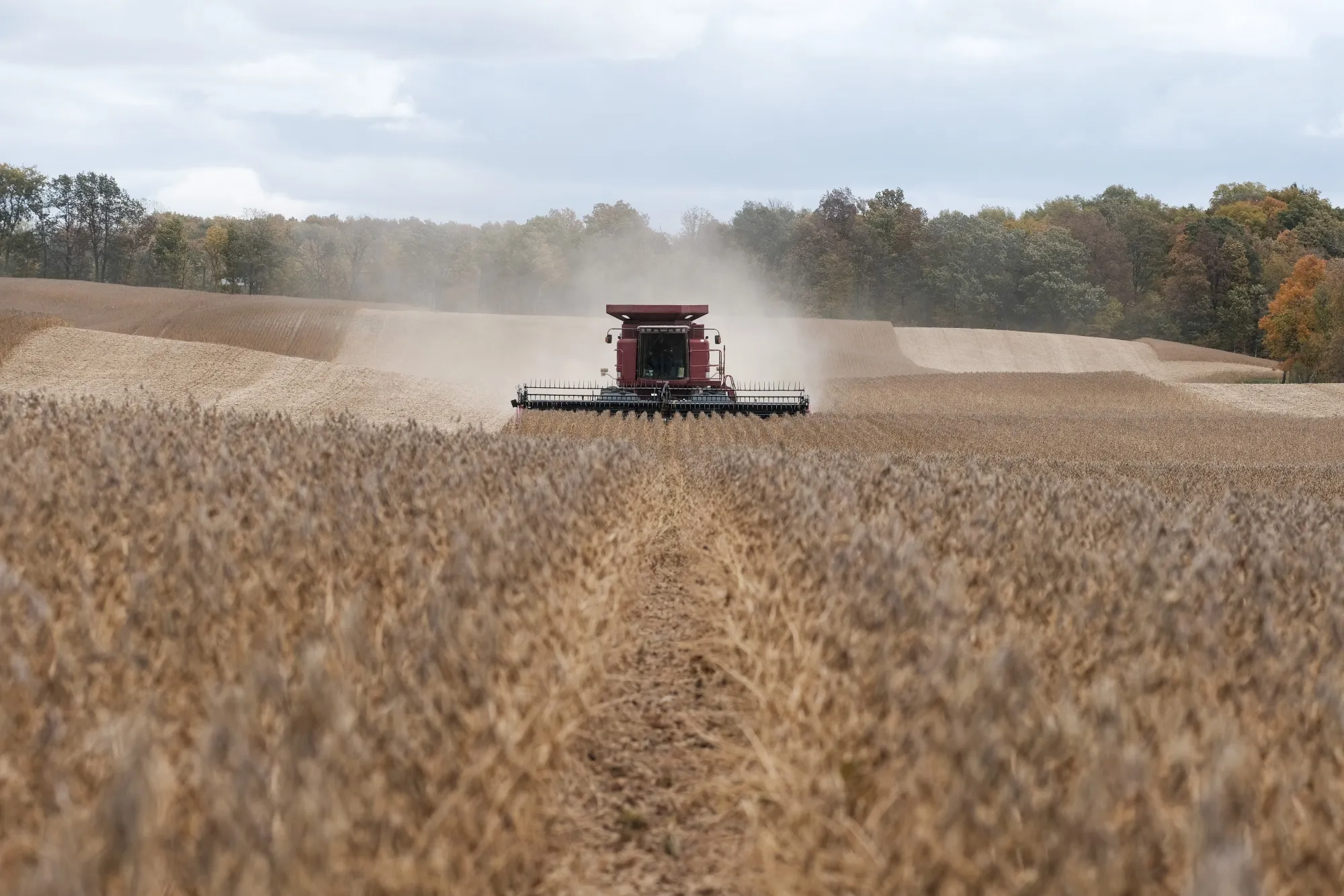 A soybeans&nbsp;harvest in Waynesfield, Ohio, in October 2022.