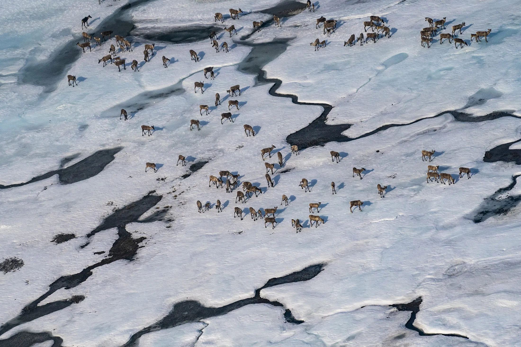 A caribou herd in the Arctic National Wildlife Refuge&nbsp;in Alaska on June 28.