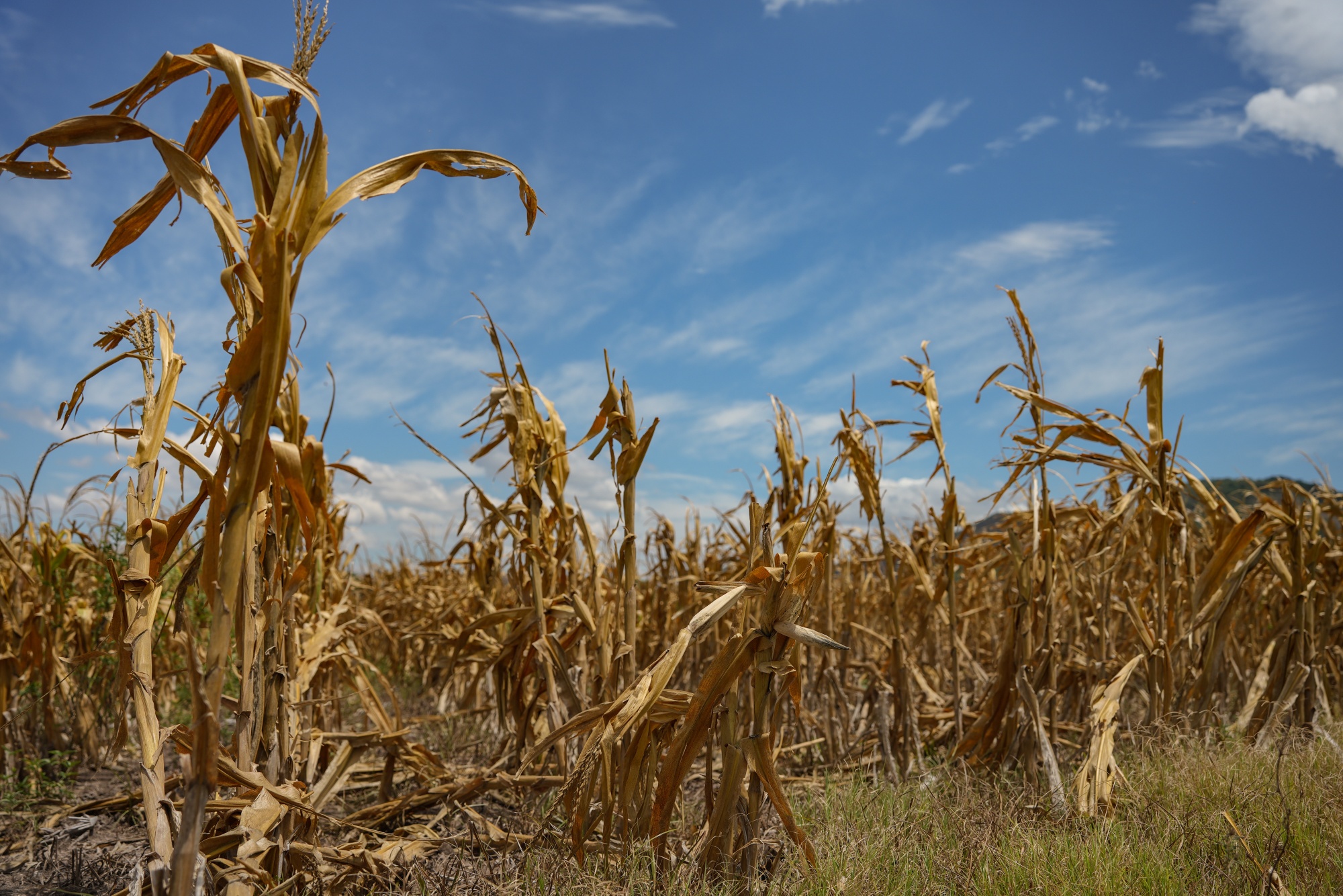 Image associated with story "A Rare ‘Super’ El Niño Is Looking More Likely. Here’s What to Expect"