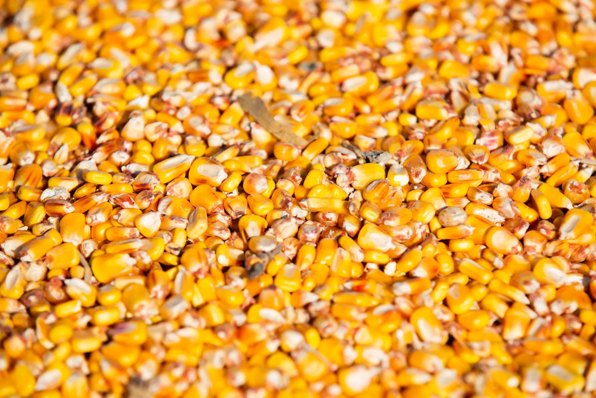 House Farm Panel Agenda In Flux After Peterson Election Loss 