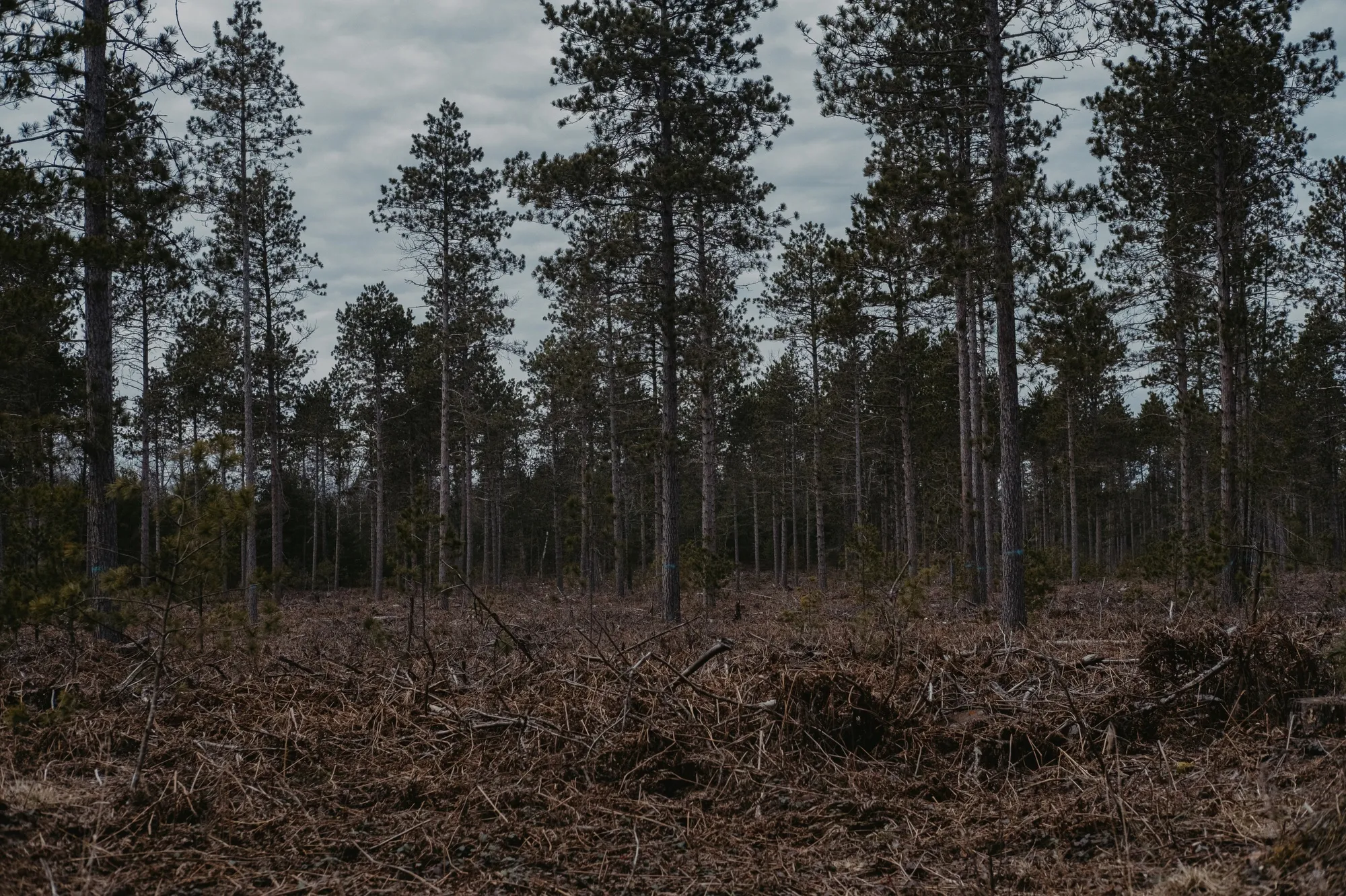 Pigeon River Country State Forest in Vanderbilt, Michigan.