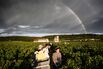 FRANCE-AGRICULTURE-WINE-HARVEST