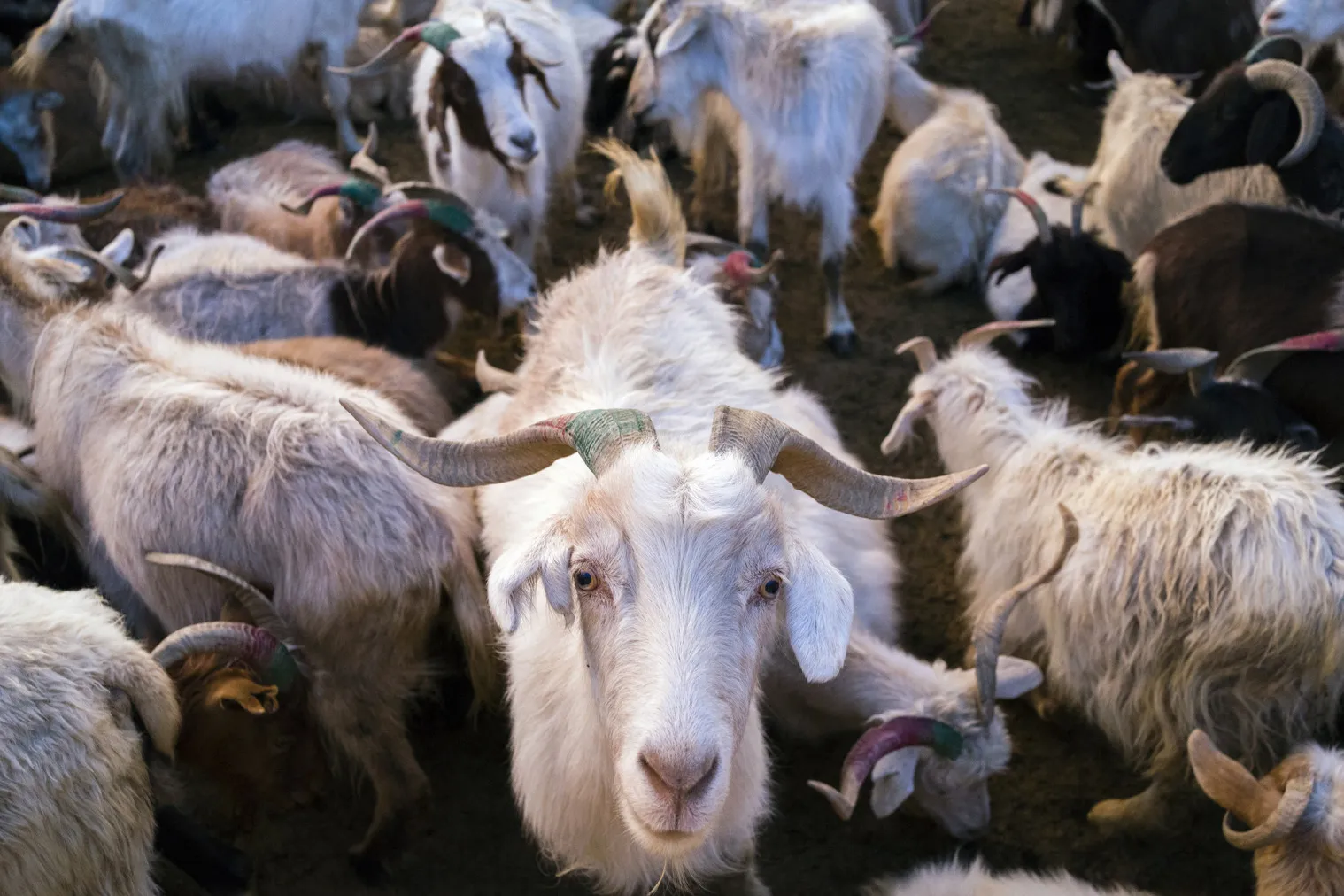 Mixed herds of pashmina goats and sheep come back to their homes after grazing for the whole day at Kharnak, Changthang area, Leh, Jammu and Kashmir, India, on Aug. 8, 2015.
