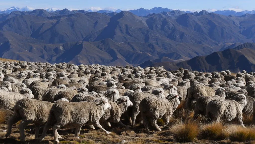 The flock isn't always right.
