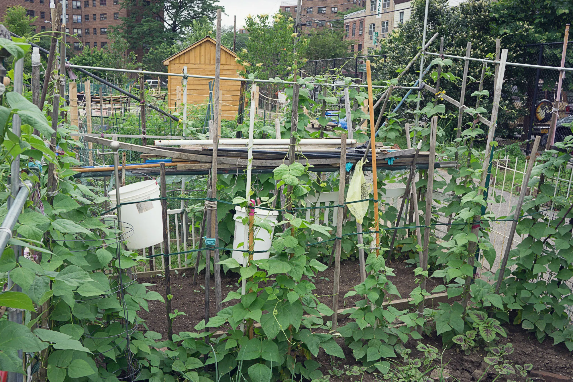 Urban garden In Astoria, the Queens Borough of New York, New York, USA