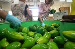 Workers pack Florida green skin avocados at the New Limeco LLC packaging facility in Princeton, Florida, U.S., on Wednesday, Aug. 23, 2017. 