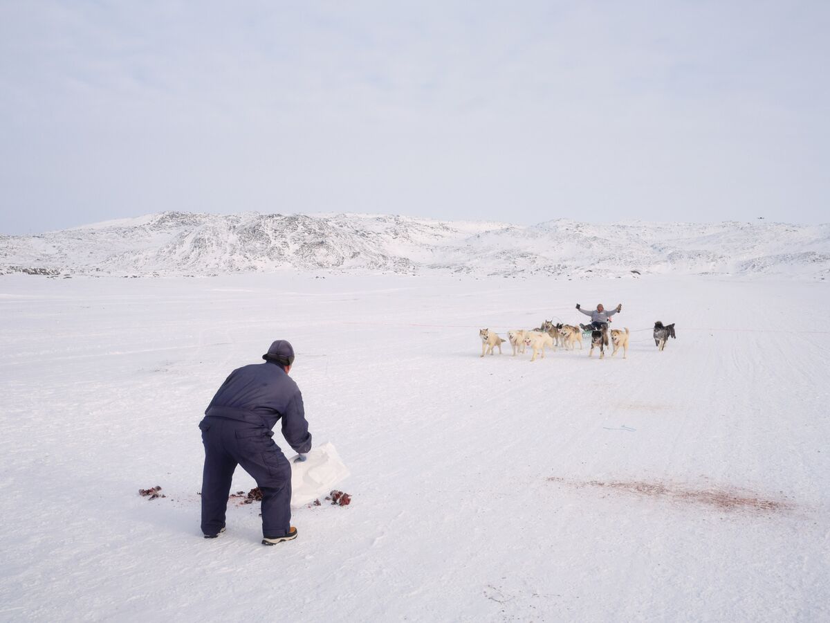 How Greenland’s Sled Dogs Entered a Diplomatic Row