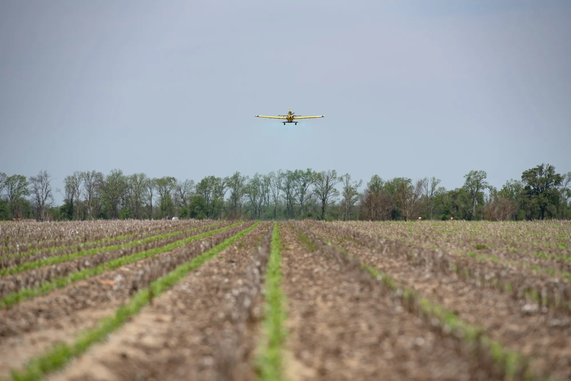 A crop duster spreads a mixture of urea and ammonium sulfate fertilizer over a corn field in Mississippi.