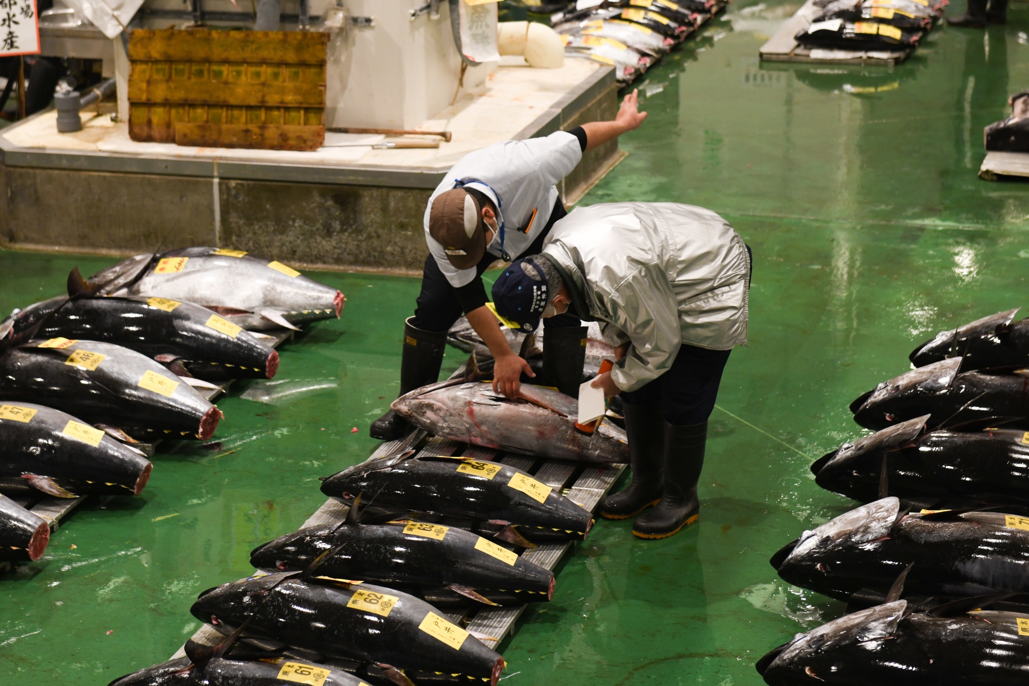 Buyers inspect tuna&nbsp;at Toyosu Market in Tokyo