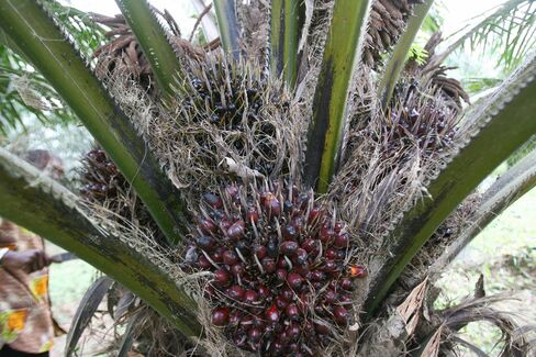Asian Palm-Oil Planters Head to West Africa to Meet World Demand