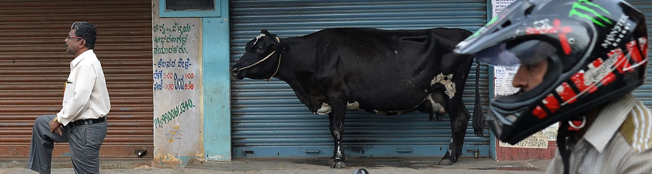 1498779300_india cow lede