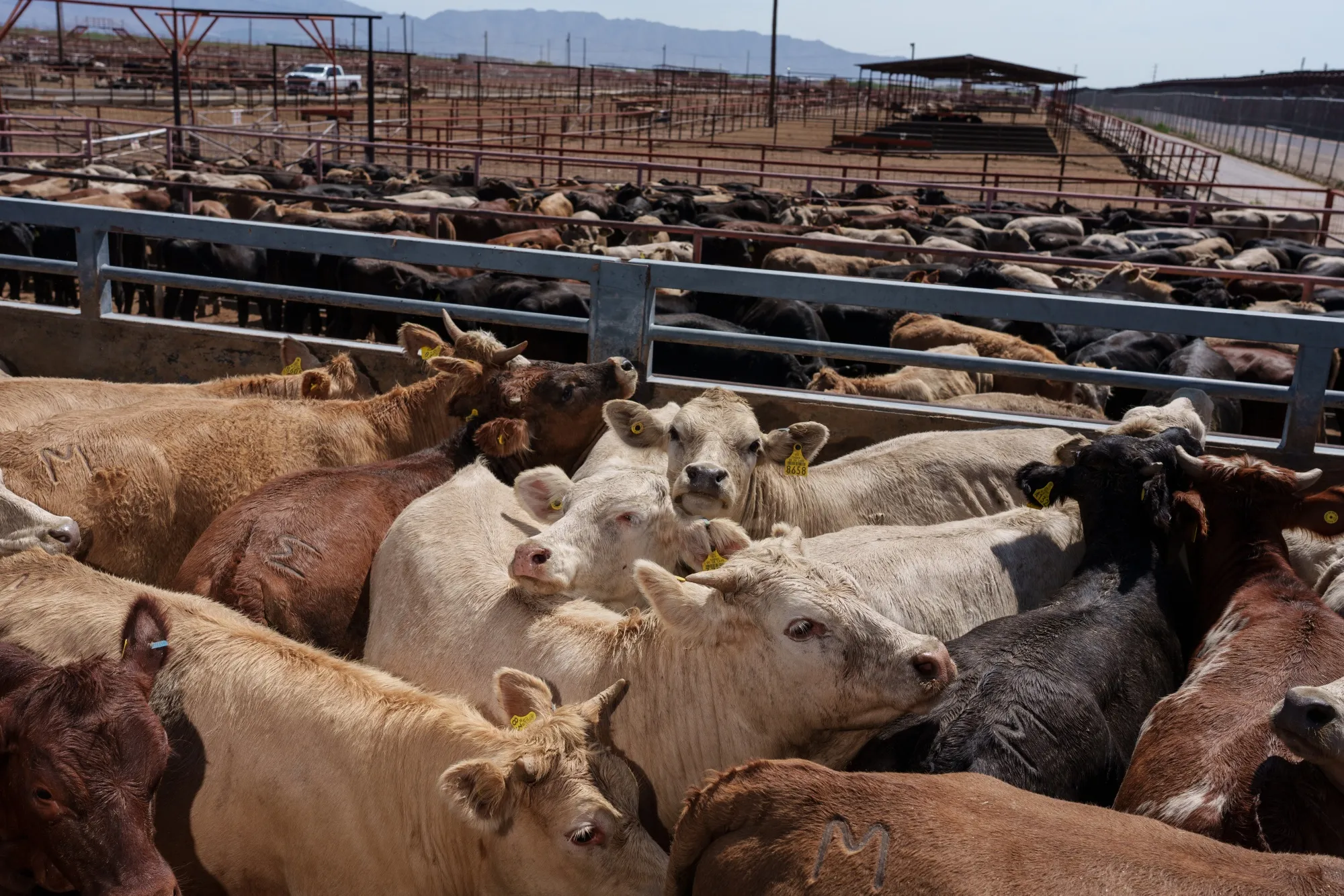 Cattle at an export/import livestock crossing in Santa Teresa, New Mexico.