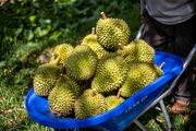 Pungent Fruit Gets Influencer Backing as Thailand Faces Glut